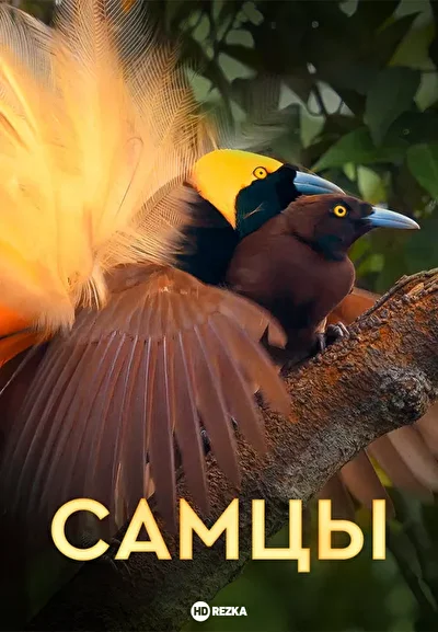 Постер к Самцы