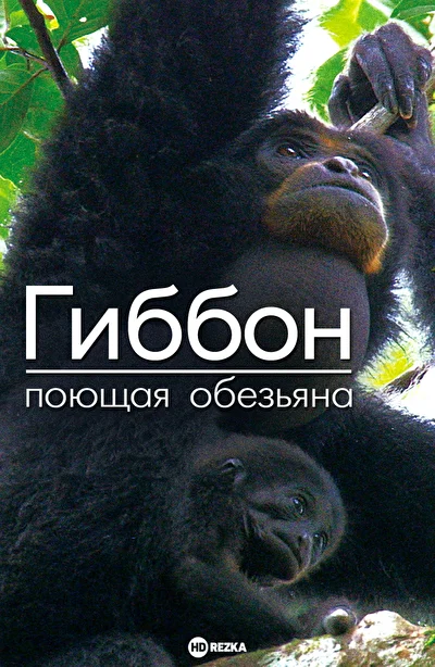 Постер к Гиббон — поющая обезьяна